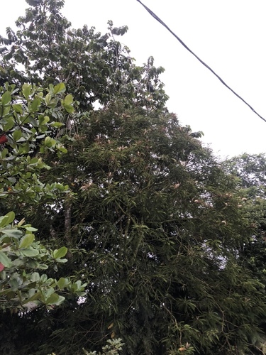 Pentaclethra macroloba (Oil bean tree) — photo