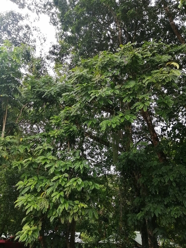 Pentaclethra macroloba (Oil bean tree) — photo