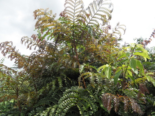 Pentaclethra macrophylla (Oil Bean Tree) — photo