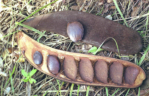Pentaclethra macrophylla (Oil Bean Tree) — photo