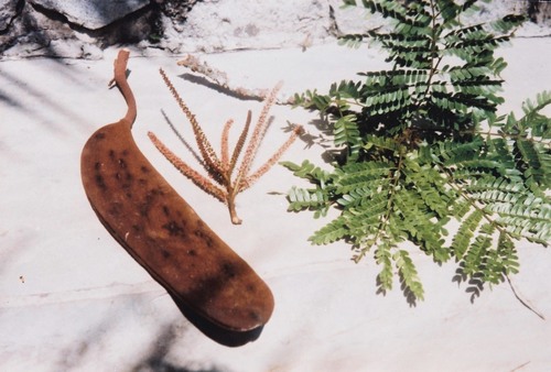 Pentaclethra macrophylla