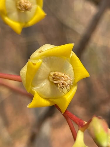 Pentacme siamensis (Temak batu) — photo