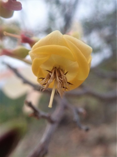 Pentacme siamensis