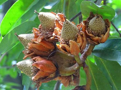 Pentadesma butyracea (Butter tree) — photo