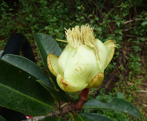 Pentadesma butyracea (Butter tree) — photo