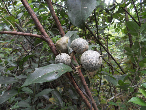 Pentadiplandra brazzeana (Joy perfume tree) — photo