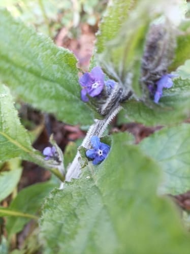 Pentaglottis sempervirens (Evergreen alkanet) — photo
