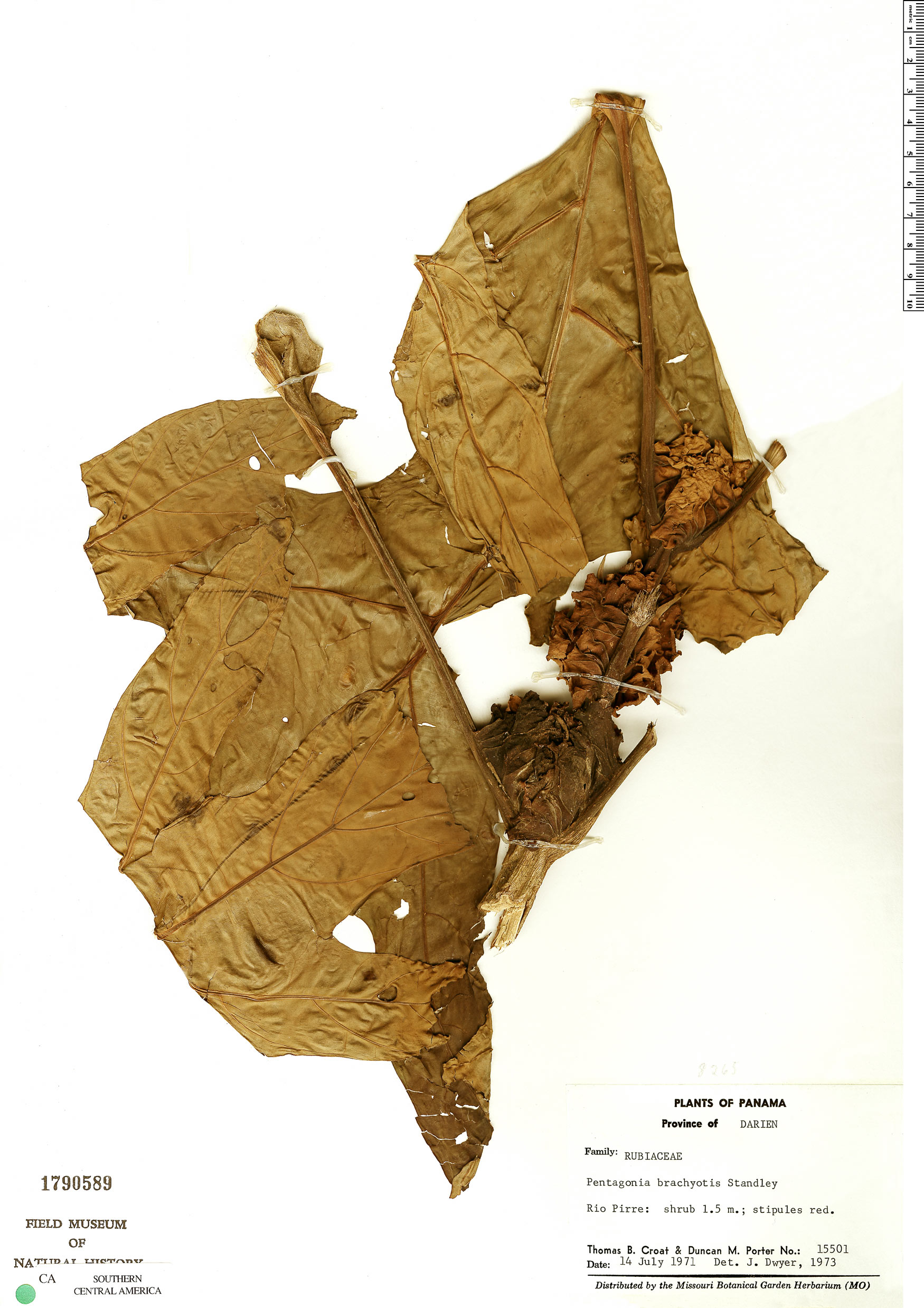 Pentagonia brachyotis — photo