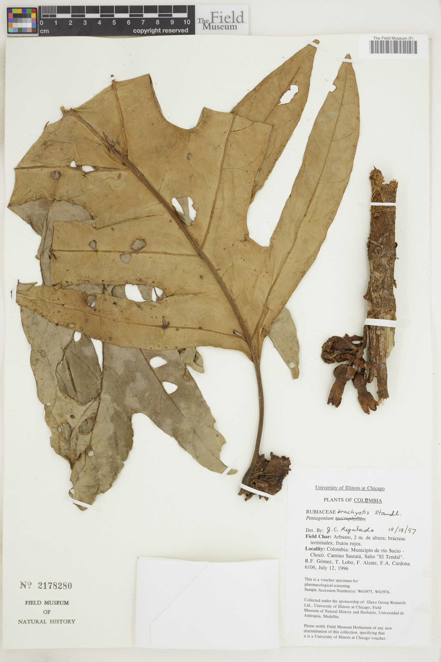 Pentagonia brachyotis
