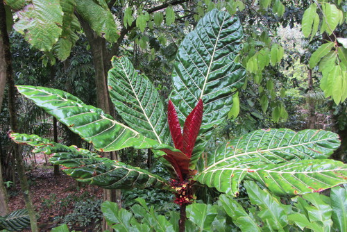 Pentagonia macrophylla — photo