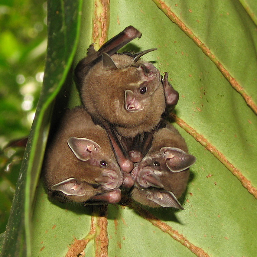 Pentagonia sp. — photo