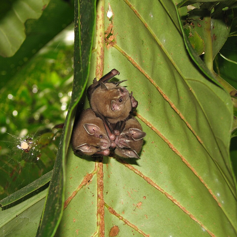Pentagonia sp.