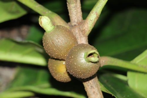 Pentagonia spathicalyx