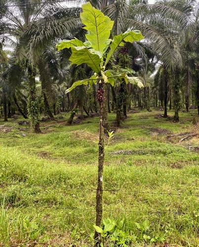 Pentagonia tinajita — photo