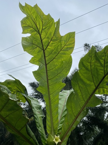 Pentagonia tinajita — photo