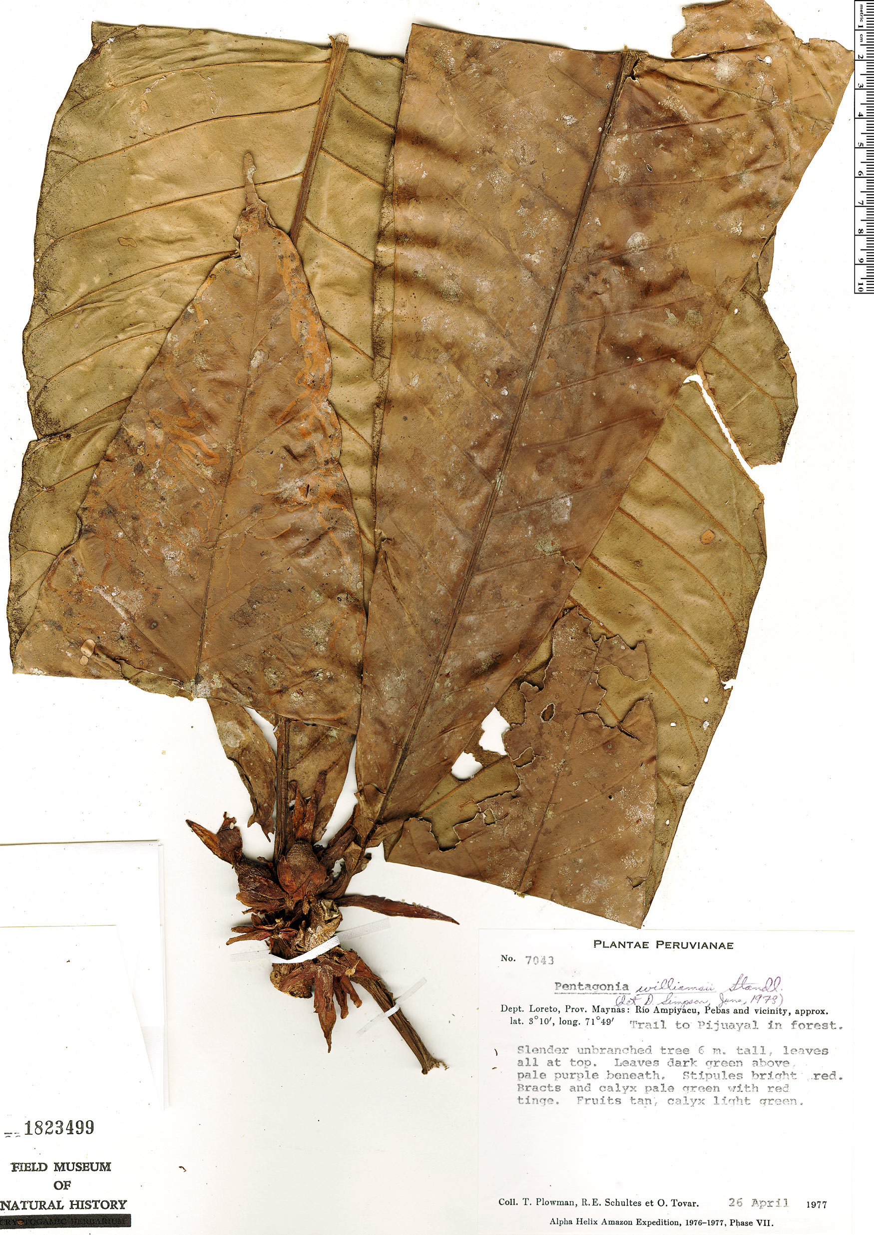 Pentagonia williamsii (Williams pentagonia) — photo