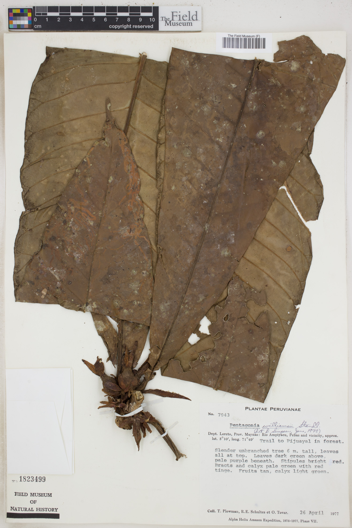 Pentagonia williamsii