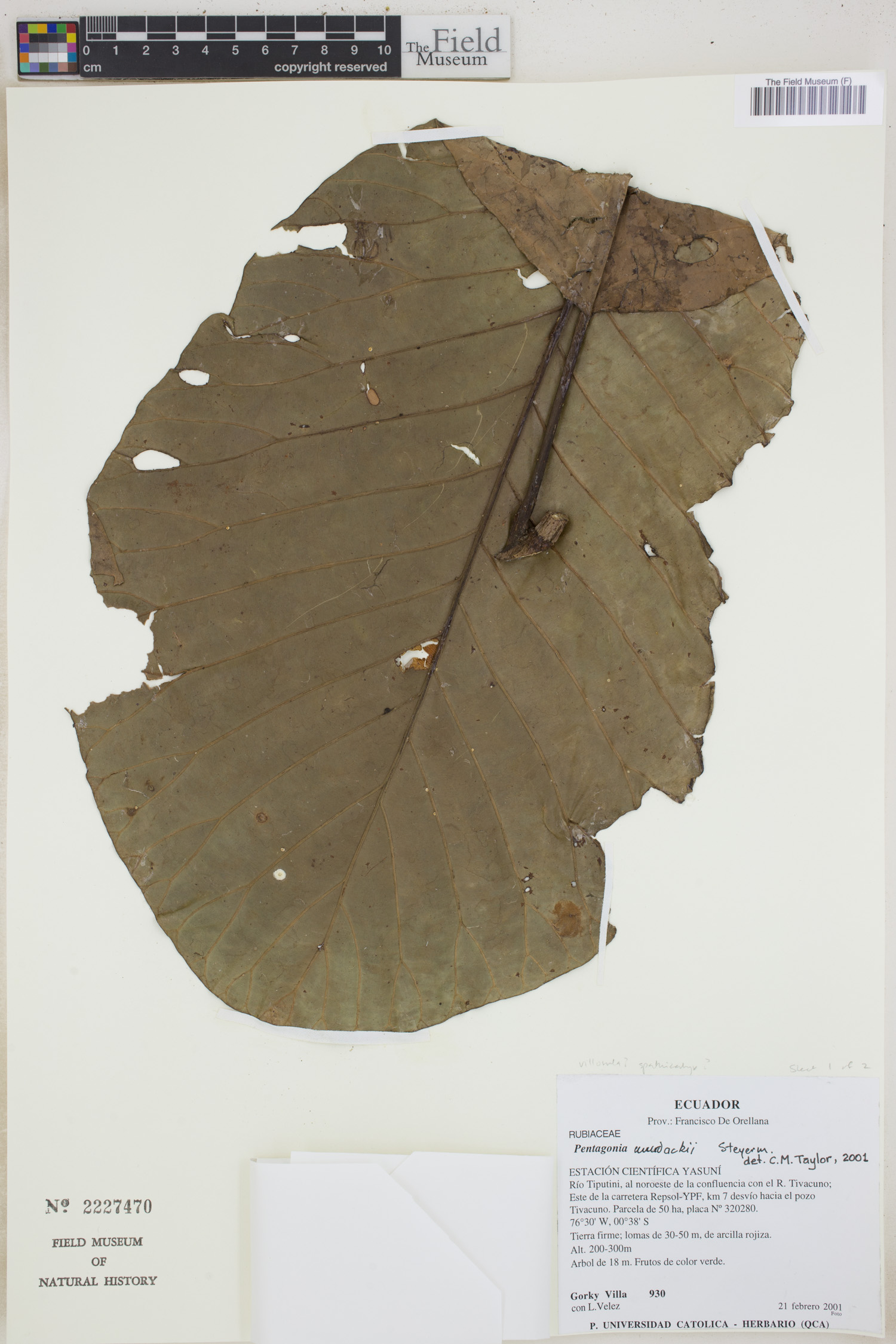 Pentagonia wurdackii