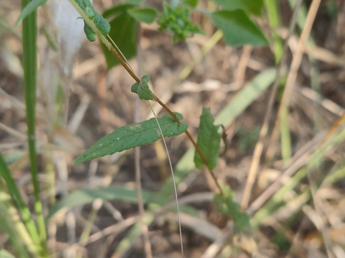 Pentanema indicum — photo