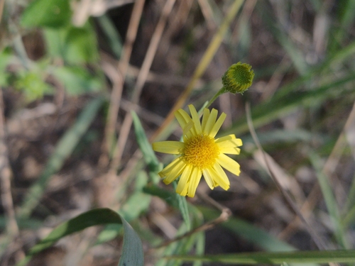 Pentanema indicum — photo