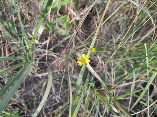 Pentanema indicum