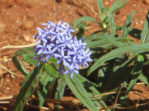 Pentanisia ouranogyne — photo