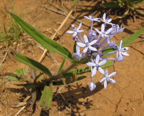 Pentanisia ouranogyne