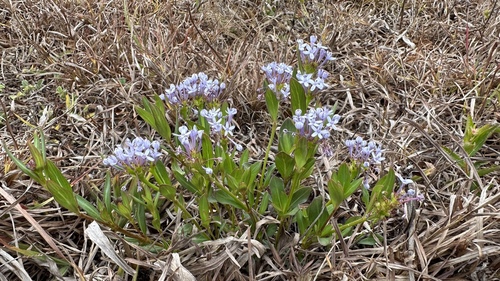 Pentanisia schweinfurthii (Common pentanisia) — photo