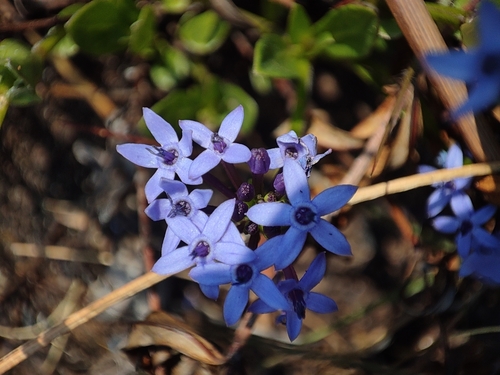 Pentanisia schweinfurthii (Common pentanisia) — photo