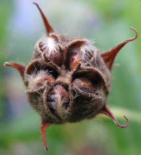 Pentapetes phoenicea (Midday flower) — photo