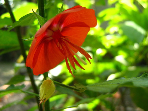Pentapetes phoenicea (Midday flower) — photo
