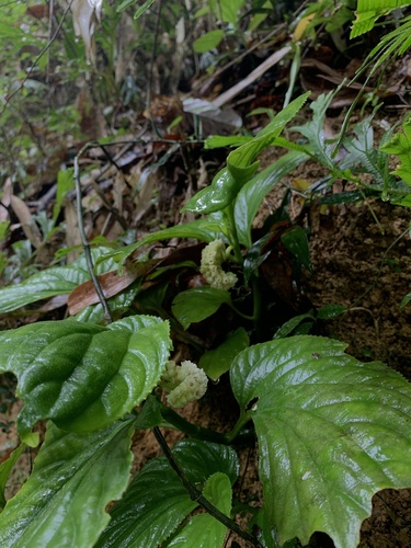 Pentaphragma begoniifolium (Salang suang) — photo