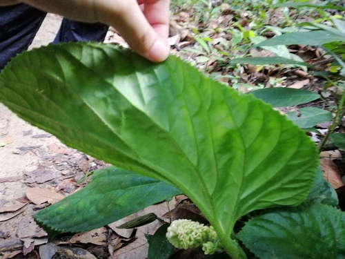 Pentaphragma begoniifolium (Salang suang) — photo