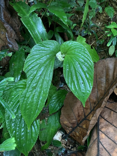 Pentaphragma begoniifolium