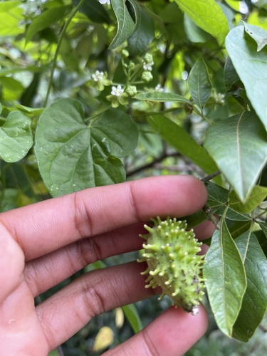 Pentarrhinum abyssinicum (African heartvine) — photo