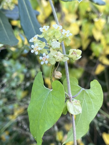 Pentarrhinum abyssinicum (African heartvine) — photo