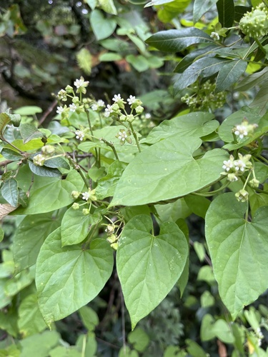Pentarrhinum abyssinicum