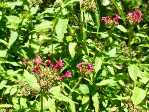 Pentas lanceolata subsp. quartiniana — photo