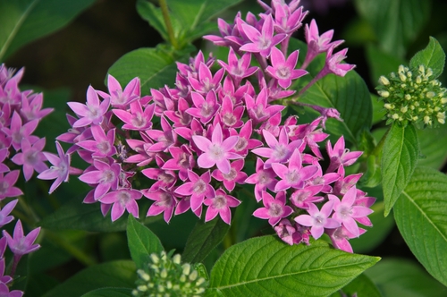 Pentas lanceolata subsp. quartiniana