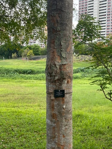 Pentaspadon motleyi (White pelong tree) — photo