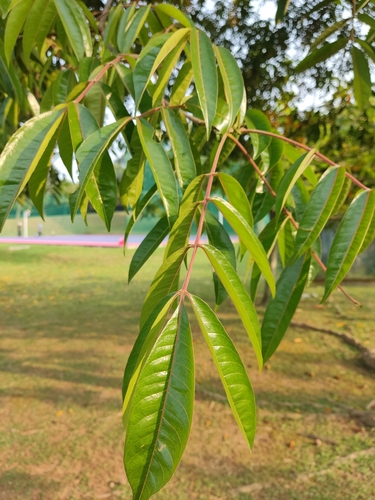 Pentaspadon velutinus