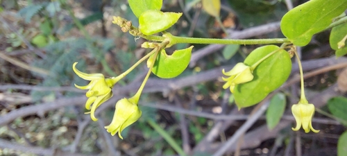 Pentatropis nivalis — photo