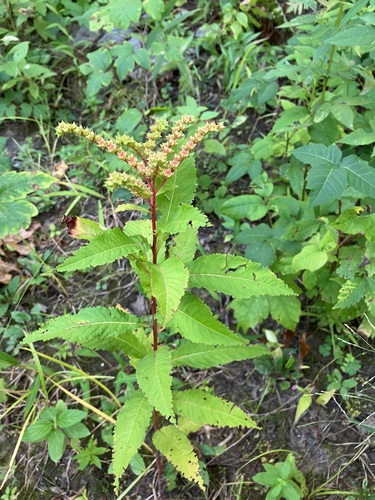Penthorum sedoides (Virginian Stonecrop) — photo