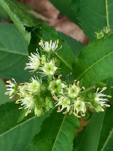 Penthorum sedoides (Virginian Stonecrop) — photo