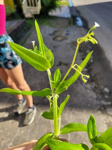 Pentodon pentandrus (Hale's pentodon) — photo