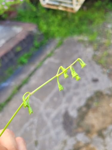 Pentodon pentandrus (Hale's pentodon) — photo