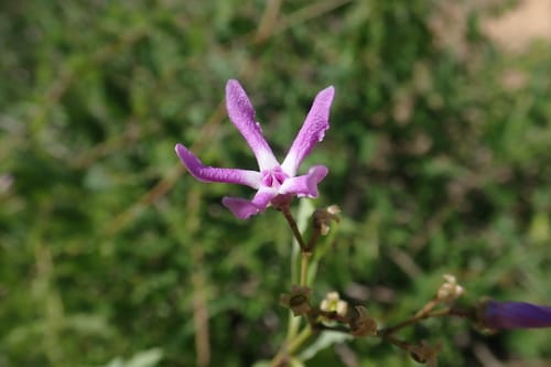 Pentopetia grevei — photo
