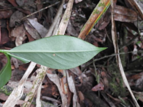 Peperomia acuminata — photo
