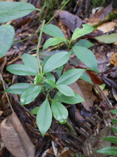 Peperomia acuminata