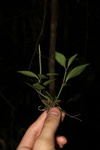 Peperomia angustata — photo
